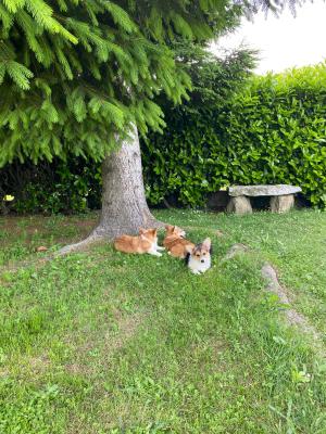 Cuccioli di Corgi in allevamento a Novara