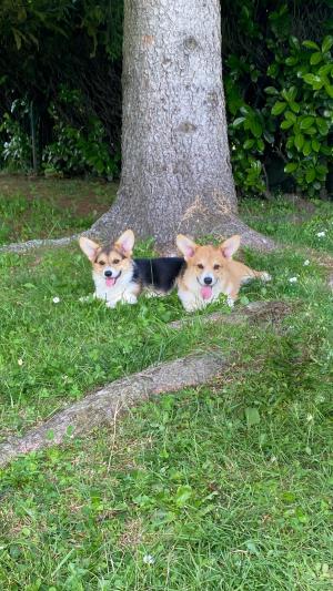 Cuccioli di Corgi in allevamento a Novara