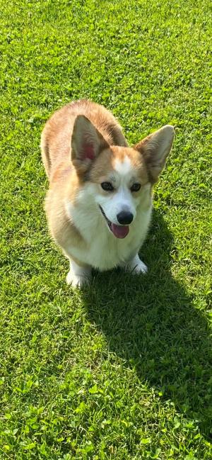 Cuccioli di Corgi in allevamento a Novara
