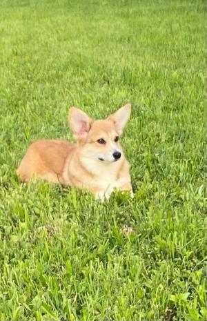 Cuccioli di Corgi in allevamento a Novara