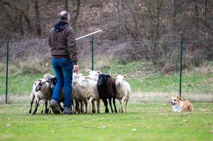 Cuccioli di Corgi in allevamento a Novara