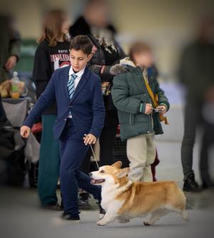 Cuccioli di Corgi in allevamento a Novara