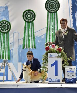 Cuccioli di Corgi in allevamento a Novara