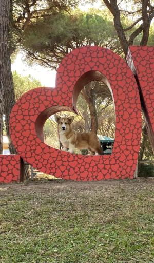 Cuccioli di Corgi in allevamento a Novara