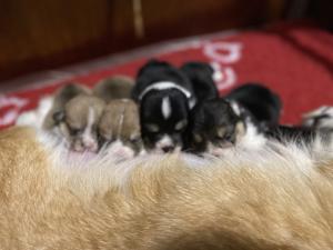 Cuccioli di Corgi in allevamento a Novara