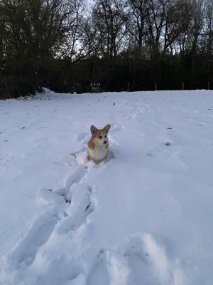 Cuccioli di Corgi in allevamento a Novara