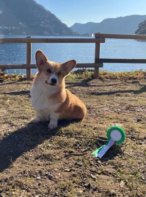 Cuccioli di Corgi in allevamento a Novara
