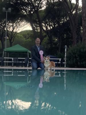 Cuccioli di Corgi in allevamento a Novara