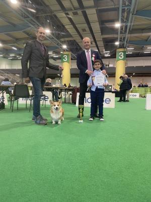 Cuccioli di Corgi in allevamento a Novara